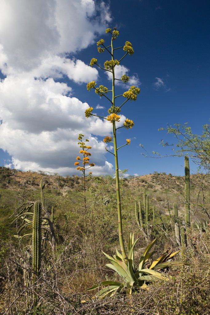 Detail of Agave in flower by Anonymous