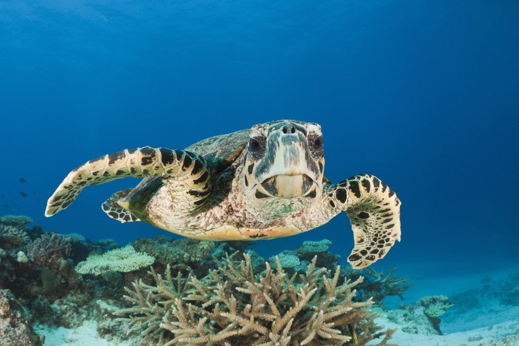 Detail of Hawksbill Turtle (Eretmochelys imbricata) by Anonymous