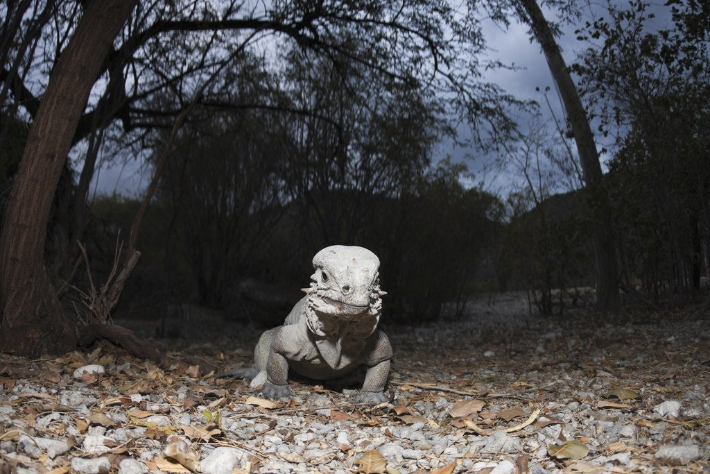 Detail of Rhinoceros Iguana (Cyclura cornuta) by Anonymous