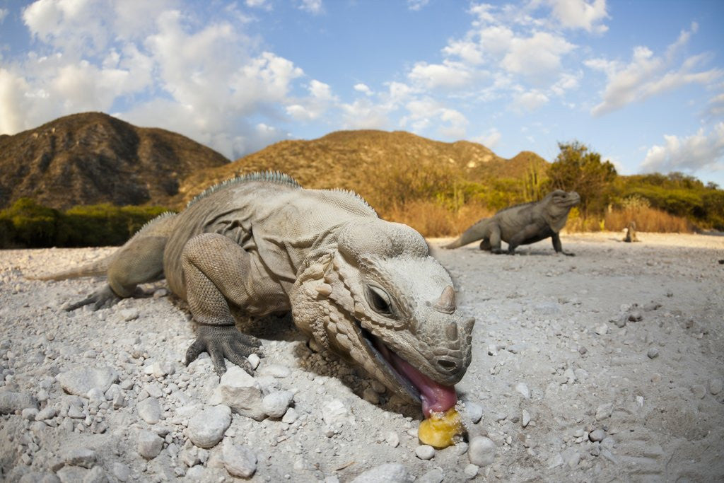 Detail of Rhinoceros Iguana (Cyclura cornuta) by Anonymous