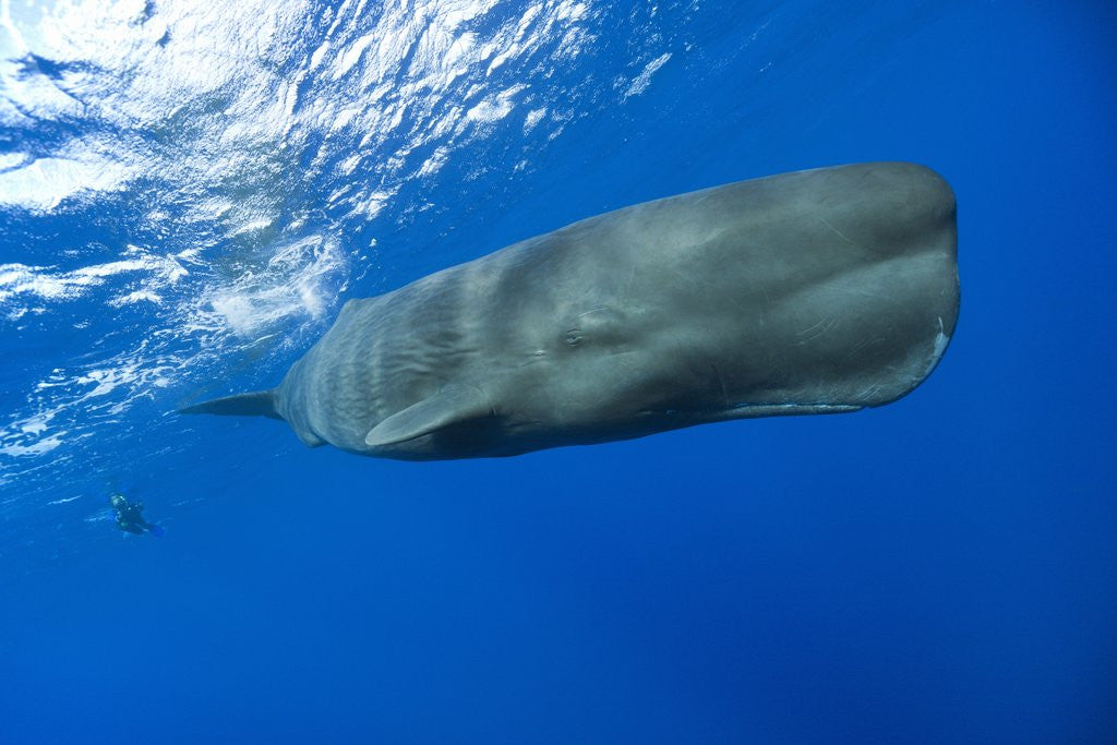 Detail of Sperm Whale (Physeter macrocephalus) by Anonymous