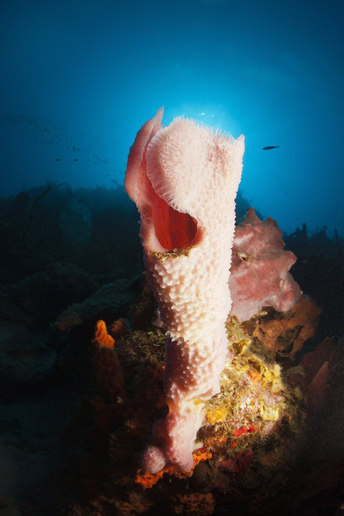 Detail of Tube Sponge on a Coral Reef by Corbis