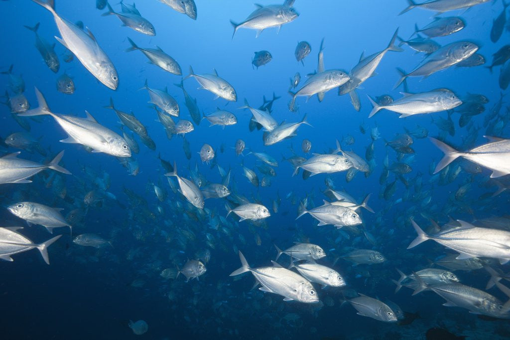 Detail of Bigeye Trevally (Caranx sexfasciatus) by Anonymous