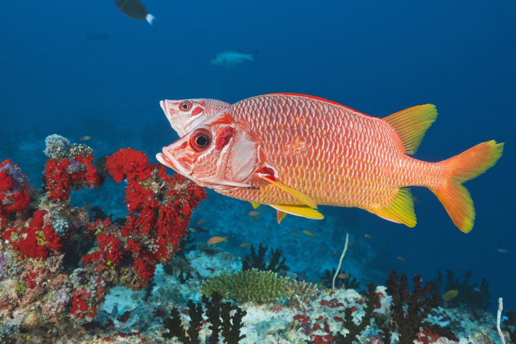 Detail of Longjawed Squirrelfish (Sargocentron spiniferum) by Anonymous