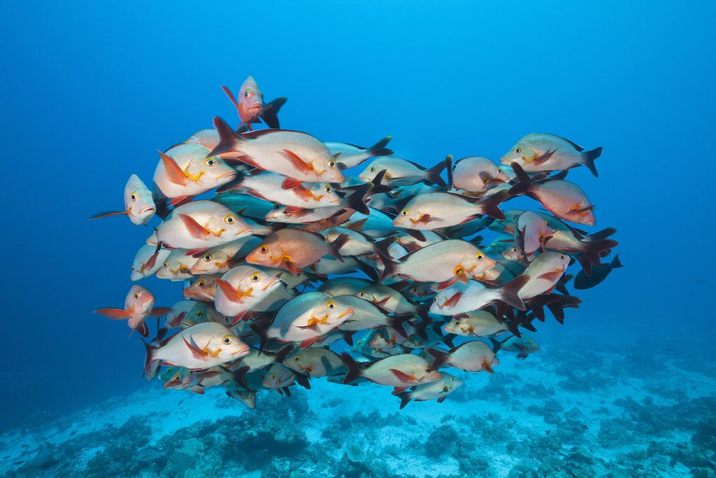 Detail of Humpback Snapper (Lutjanus gibbus) by Anonymous