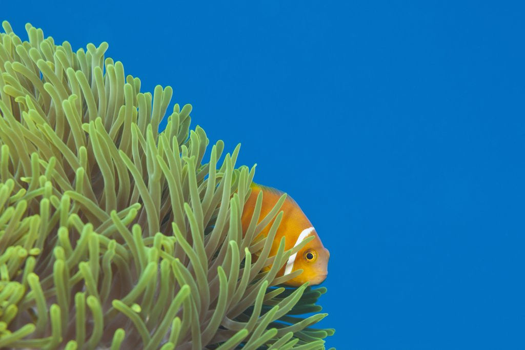 Detail of Maldives Anemonefish (Amphiprion nigripes) by Anonymous