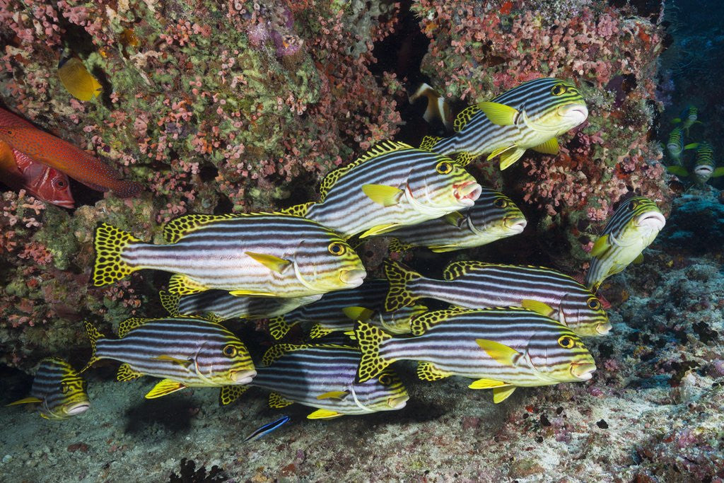 Detail of Oriental Sweetlips (Plectorhinchus vittatus) by Anonymous
