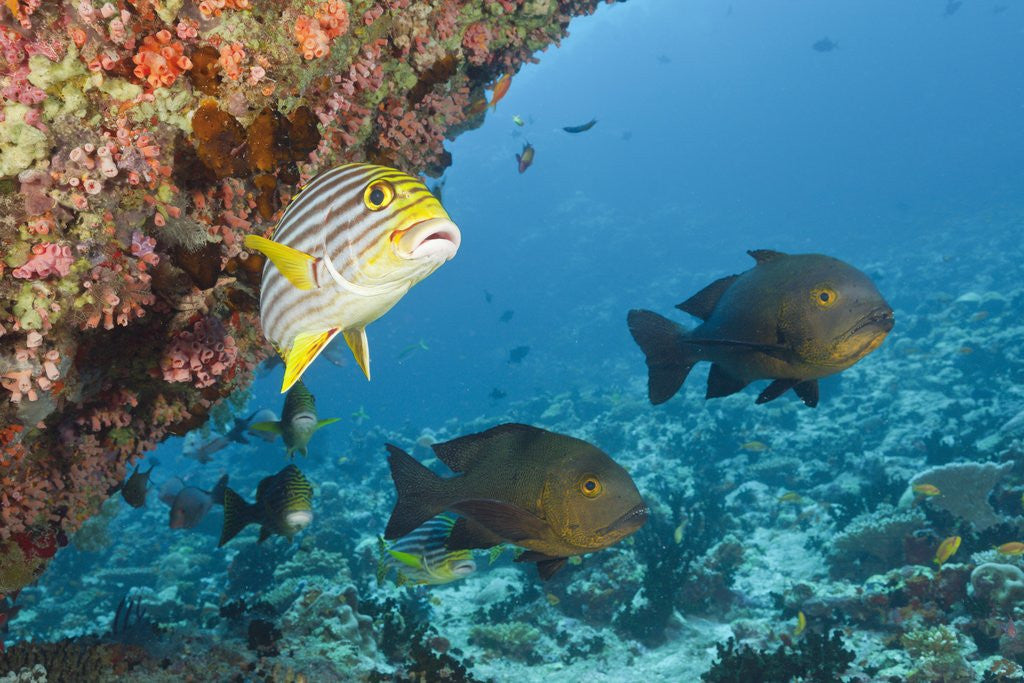 Detail of Snapper and Sweetlips in Coral Reef, Maldives by Anonymous