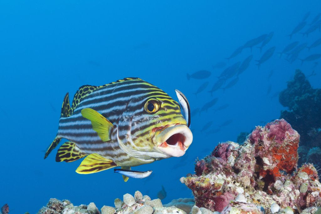 Detail of Oriental Sweetlips cleaned by Cleaner Wrasse, Maldives by Anonymous