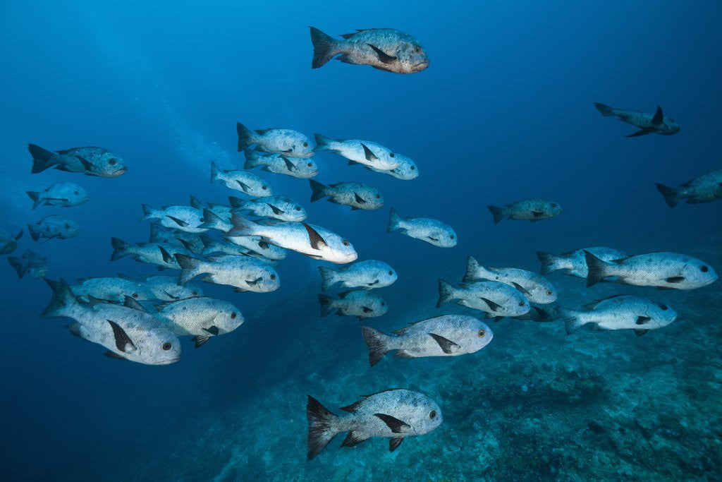 Detail of Black Snapper (Macolor niger) by Anonymous
