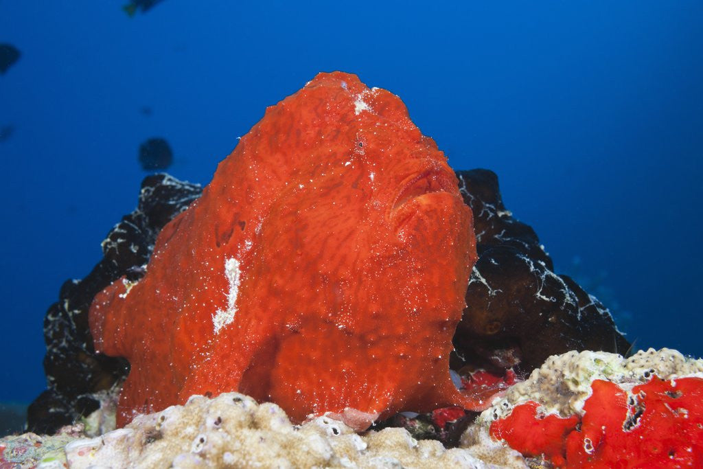 Detail of Red Giant Frogfish (Antennarius commersonii) by Anonymous
