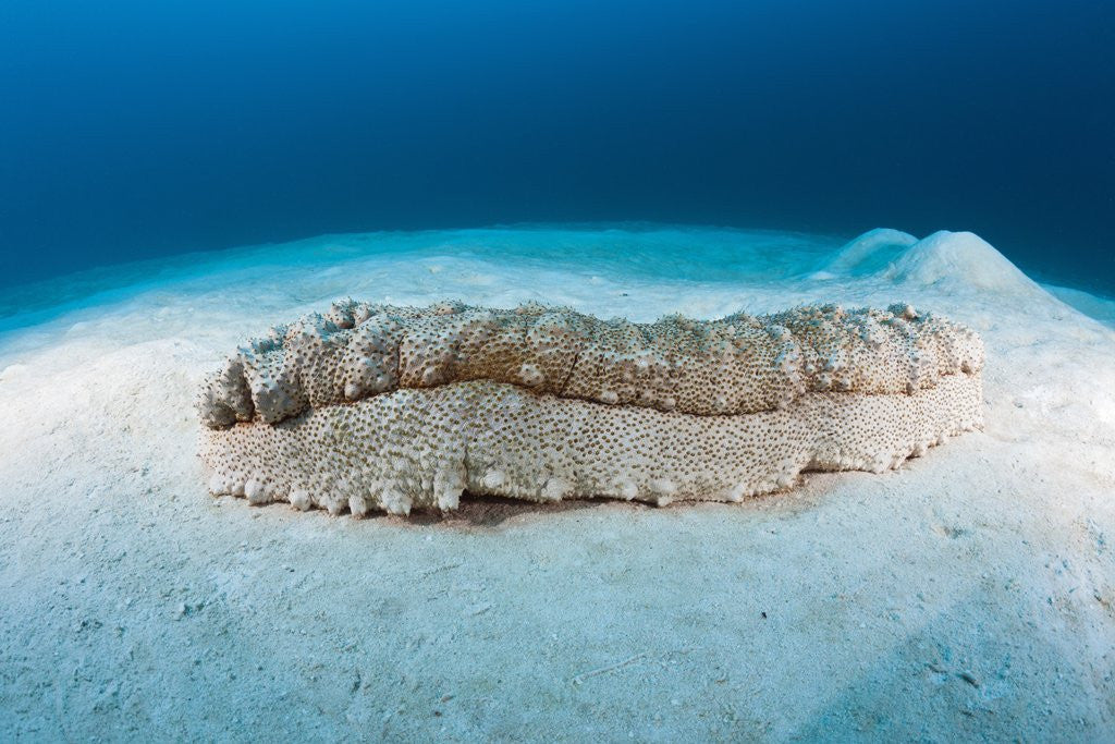 Detail of Anax Sea Cucumber (Thelenota anax) by Anonymous