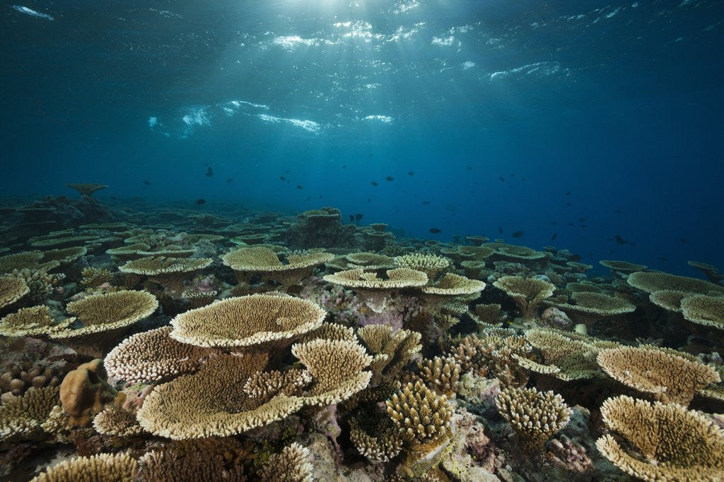 Detail of Table Corals (Acropora) by Anonymous