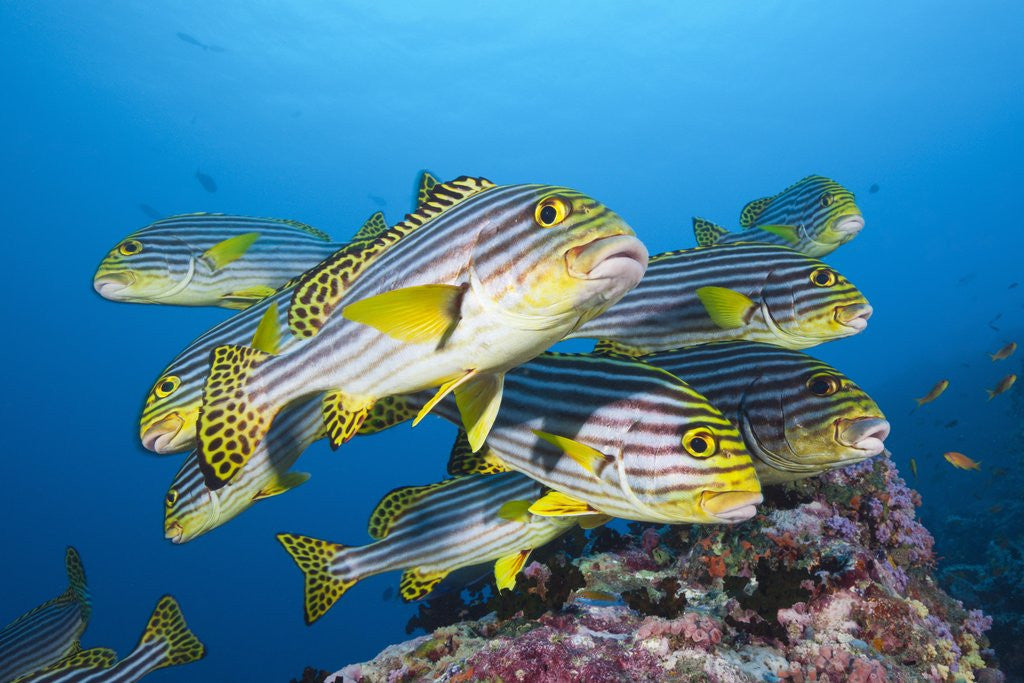 Detail of Oriental Sweetlips (Plectorhinchus vittatus) by Anonymous