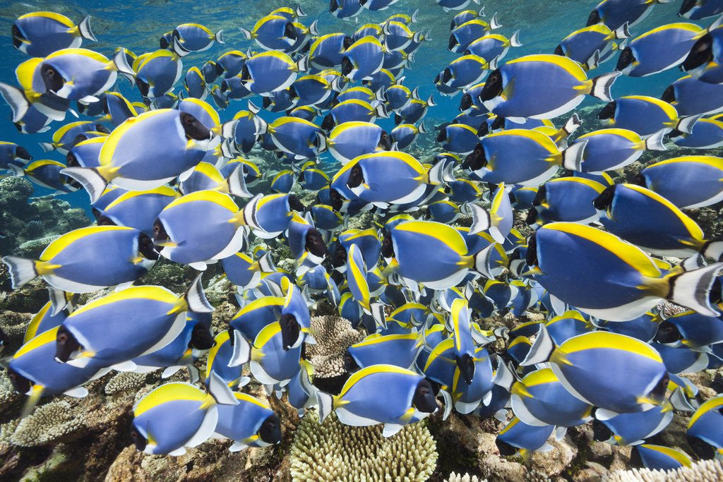 Detail of Powder Blue Tang (Acanthurus leucosternon) by Anonymous