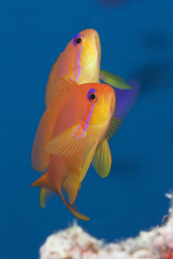 Detail of Lyretail Anthias (Pseudanthias squamipinnis) by Anonymous