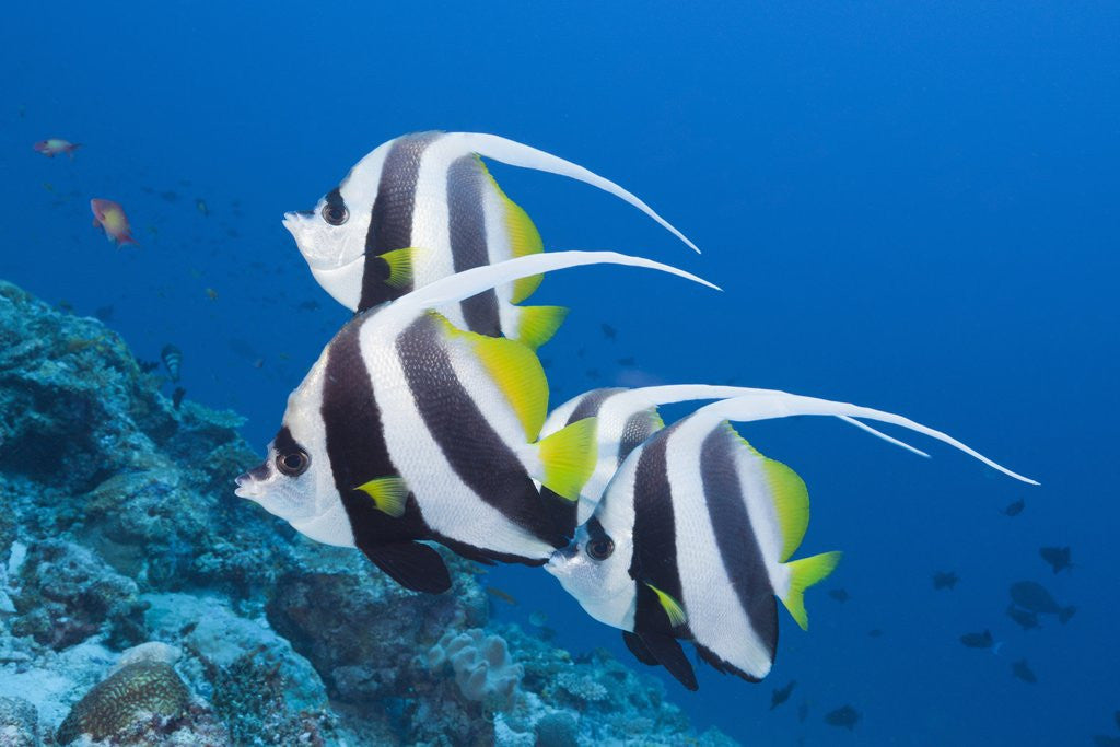 Detail of Pennant Bannerfish (Heniochus diphreutes) by Anonymous