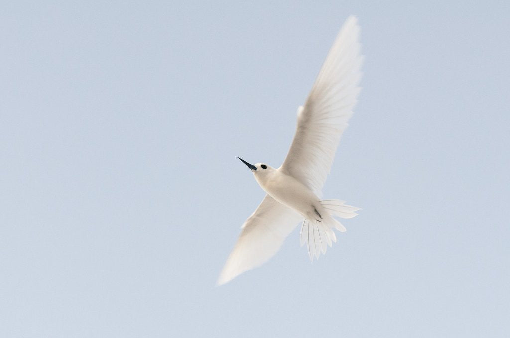 Detail of Common white-tern (Gygis alba) by Anonymous