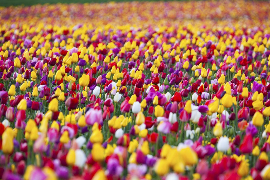 Detail of Tulip fields, Wooden Shoe Tulip Farm, Woodburn Oregon, United States by Anonymous