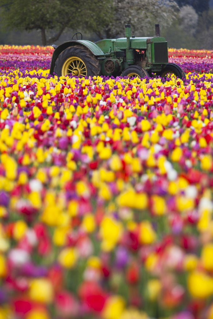 Detail of Tulip fields, Wooden Shoe Tulip Farm, Woodburn Oregon, United States by Anonymous