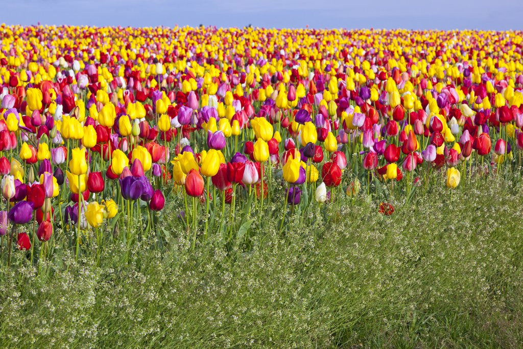 Detail of Tulip fields, Wooden Shoe Tulip Farm, Woodburn Oregon, United States by Anonymous