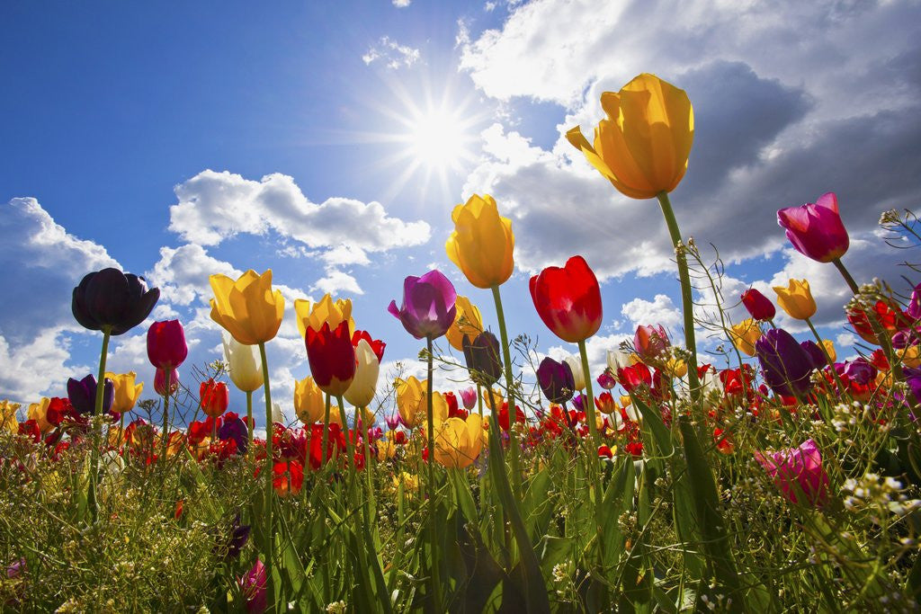Detail of Tulip fields, Wooden Shoe Tulip Farm, Woodburn Oregon, United States by Anonymous