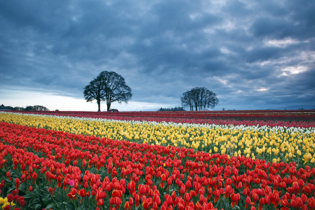 Detail of Sunrise over tulip field, Wooden Shoe Tulip Farm, Woodburn, Oregon by Anonymous