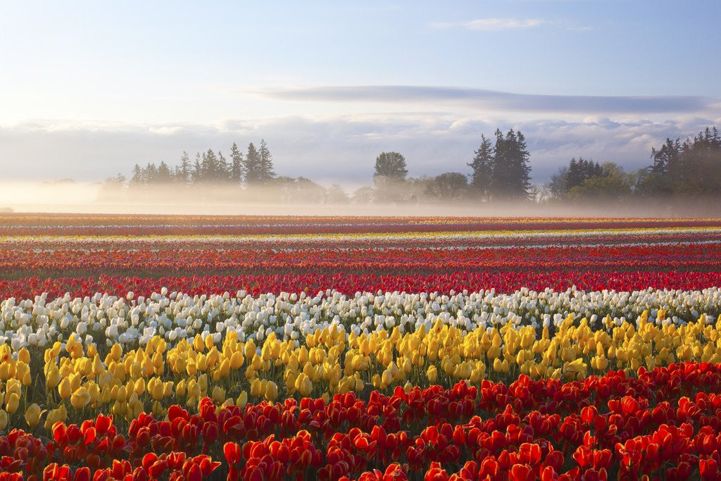 Detail of Sunrise over tulip field, Wooden Shoe Tulip Farm, Woodburn, Oregon by Anonymous