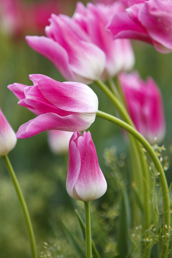 Detail of Tulip fields, Wooden Shoe Tulip Farm, Woodburn Oregon, United States by Anonymous