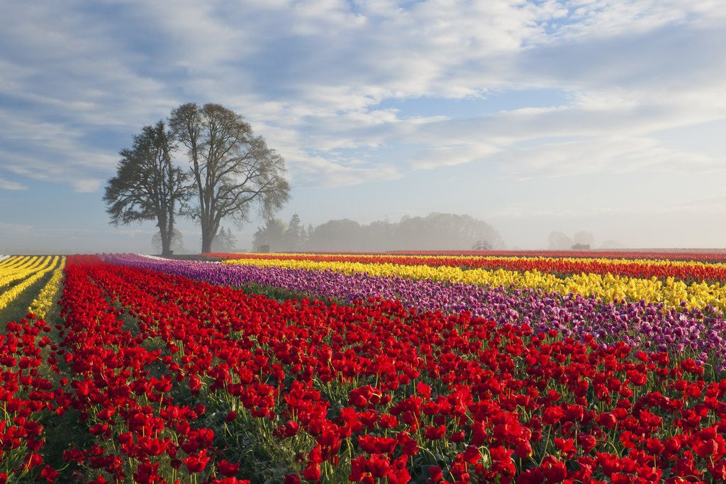 Detail of Sunrise over tulip field, Wooden Shoe Tulip Farm, Woodburn, Oregon by Anonymous