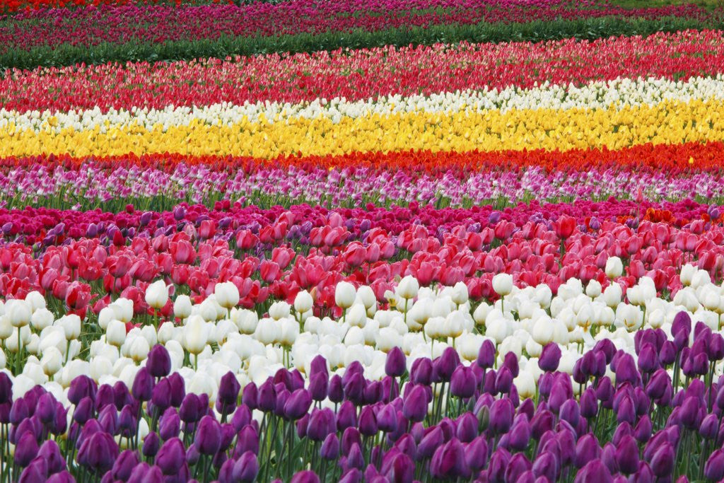 Detail of Tulip fields, Wooden Shoe Tulip Farm, Woodburn Oregon, United States by Anonymous