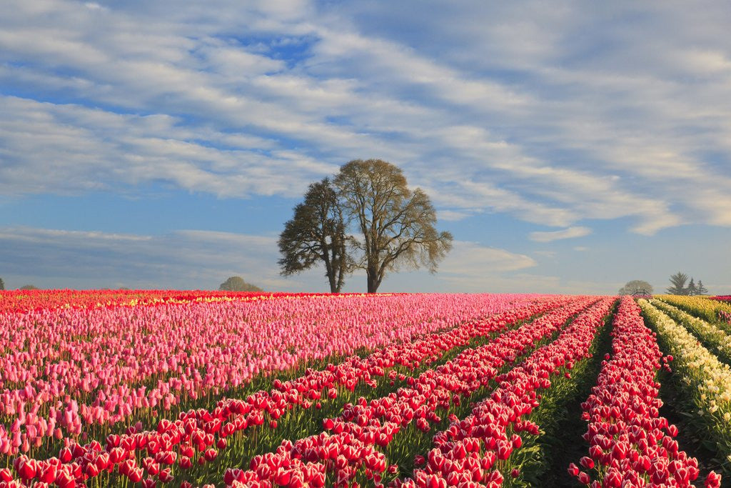 Detail of Sunrise over tulip field, Wooden Shoe Tulip Farm, Woodburn, Oregon by Anonymous
