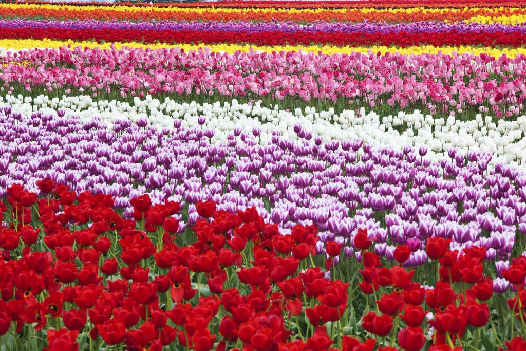 Detail of Tulip fields, Wooden Shoe Tulip Farm, Woodburn Oregon, United States by Anonymous