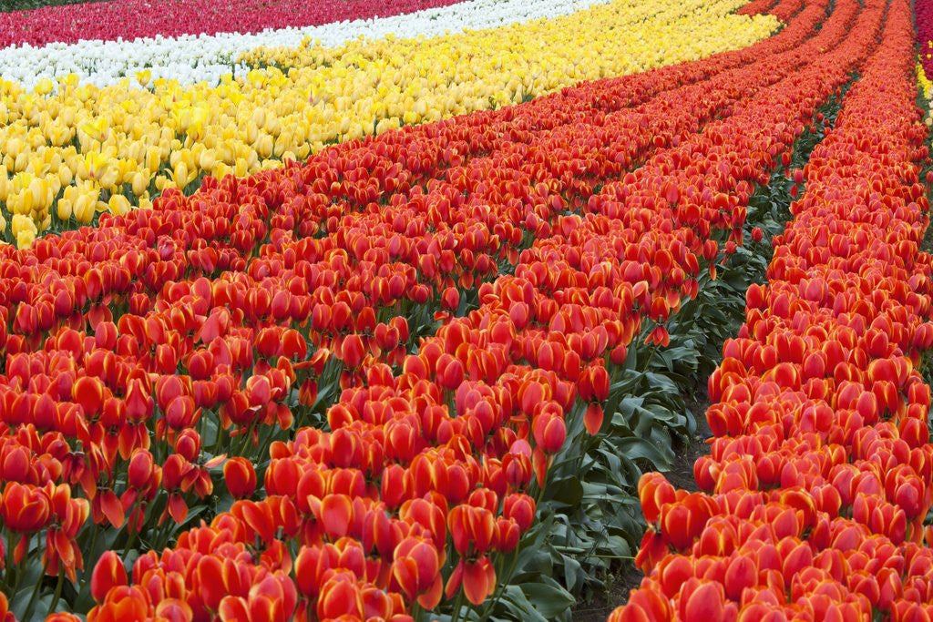 Detail of Tulip fields, Wooden Shoe Tulip Farm, Woodburn Oregon, United States by Anonymous