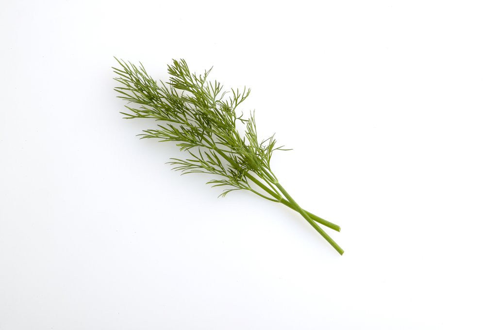 Detail of Dill by Anonymous