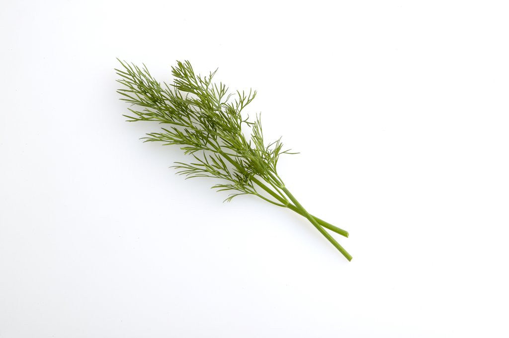 Detail of Dill by Corbis