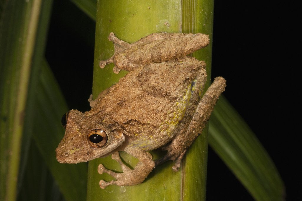 Detail of Frog (Scinax boulengeri) by Anonymous