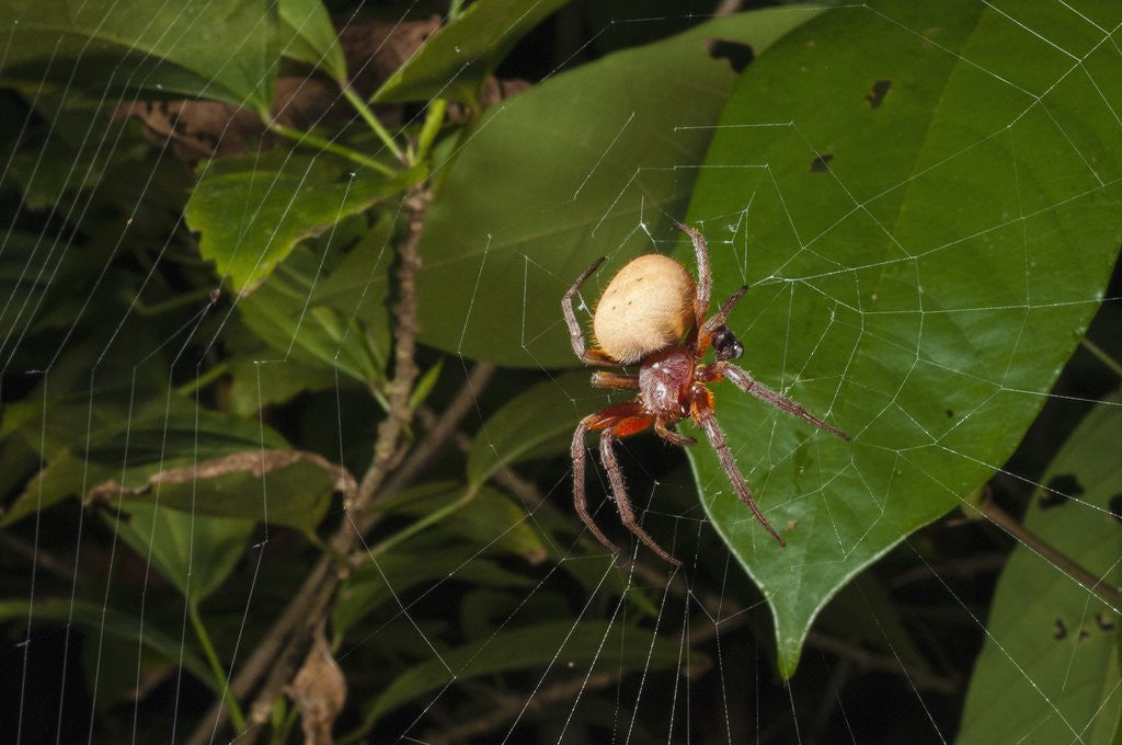 Detail of Spider (Eryophora sp.) female by Anonymous