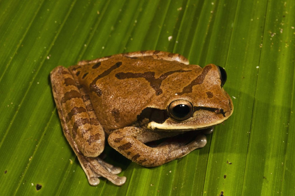 Detail of Frog (Smilisca phaeota) by Anonymous