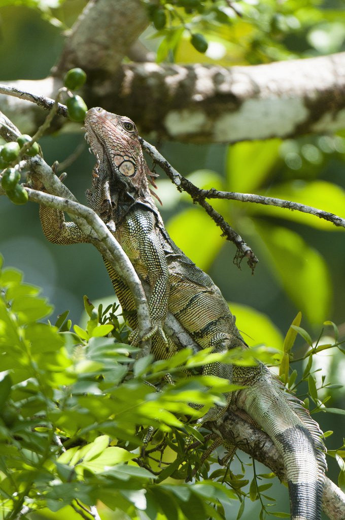 Detail of Green Iguana (Iguana iguana) by Anonymous