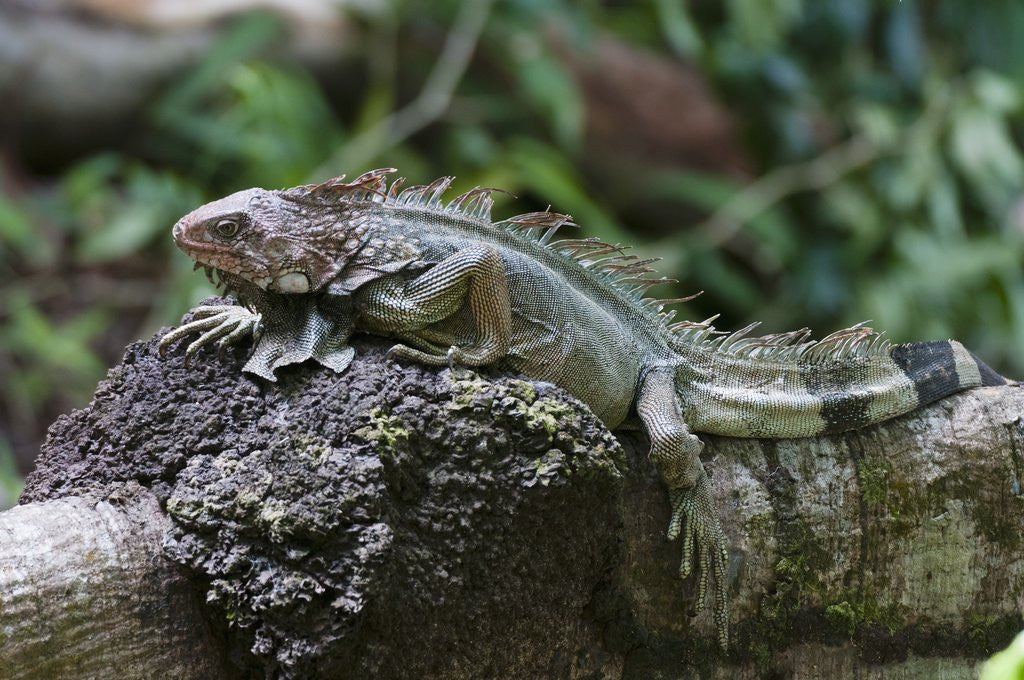 Detail of Green Iguana (Iguana iguana) by Anonymous