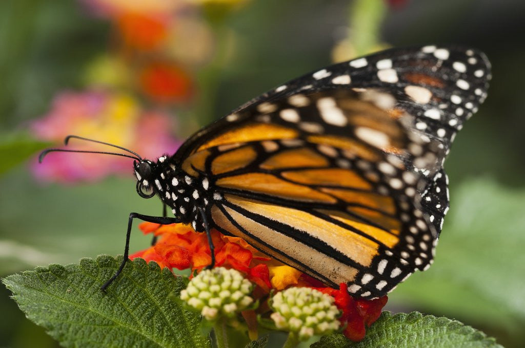 Detail of Monarch butterfly (Danaus plexippus) by Anonymous
