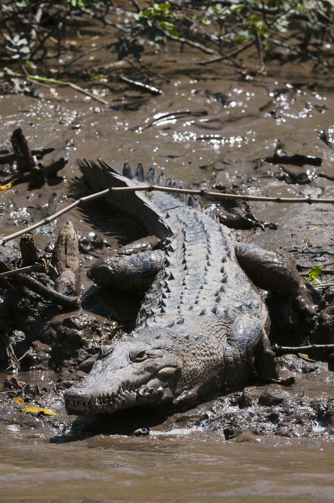 Detail of American Crocodile (Crocodylus acutus) by Anonymous