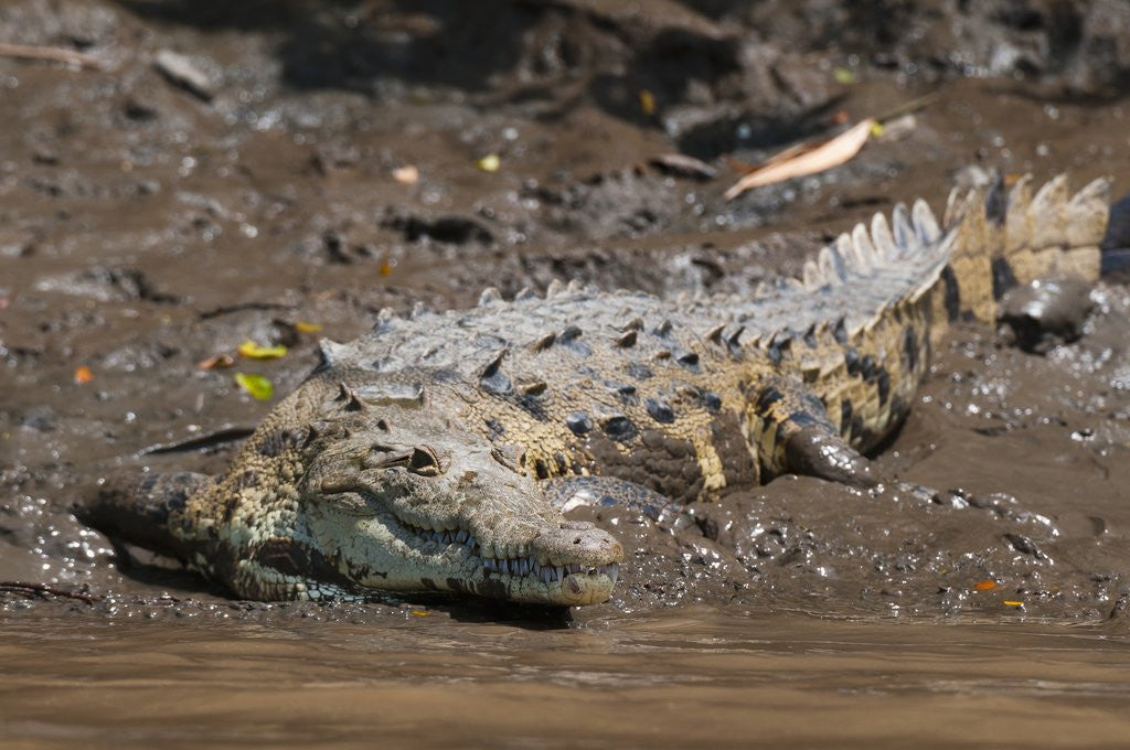 Detail of American Crocodile (Crocodylus acutus) by Anonymous