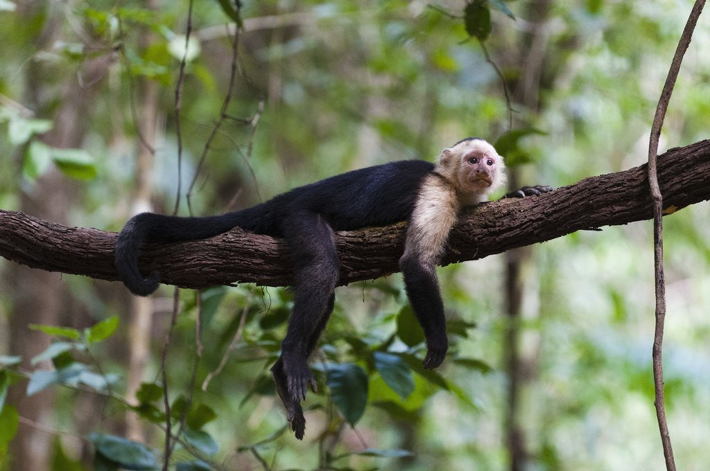 Detail of White-faced Capuchin monkey (Cebus capucinus) by Anonymous
