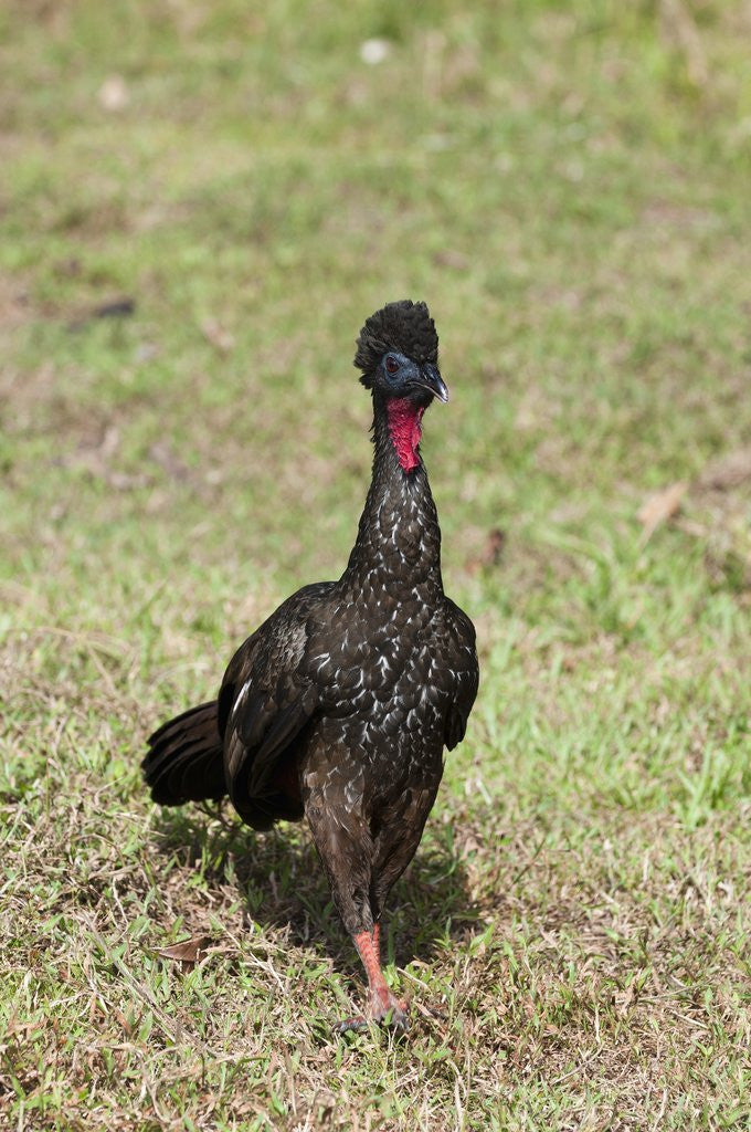 Detail of Crested Guan (Penelope purpurascens) by Anonymous