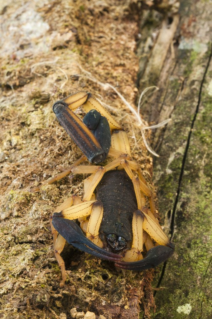 Detail of Scorpion (Centruroides bicolor) by Anonymous