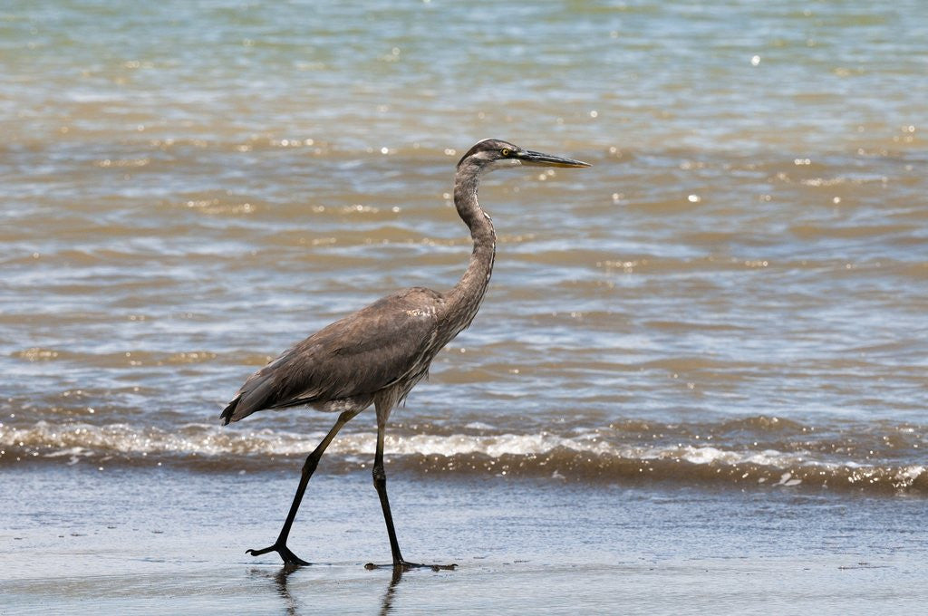 Detail of Great blue heron (Ardea herodias) by Anonymous