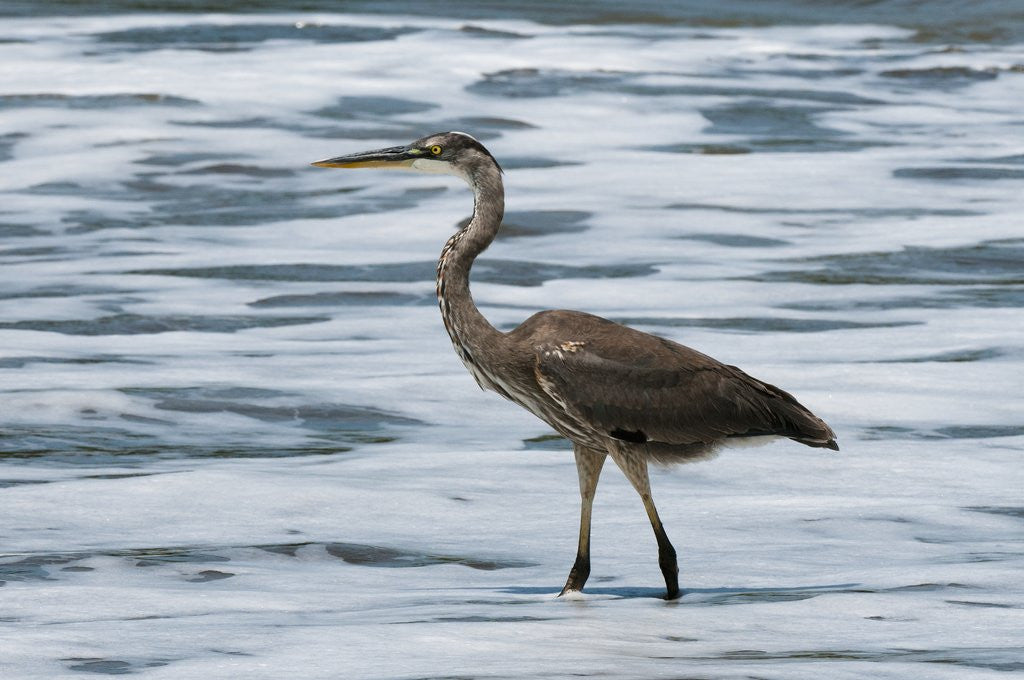 Detail of Great blue heron (Ardea herodias) by Anonymous