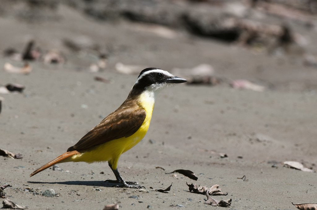 Detail of Great kiskadee (Pitangus sulphuratus) by Anonymous